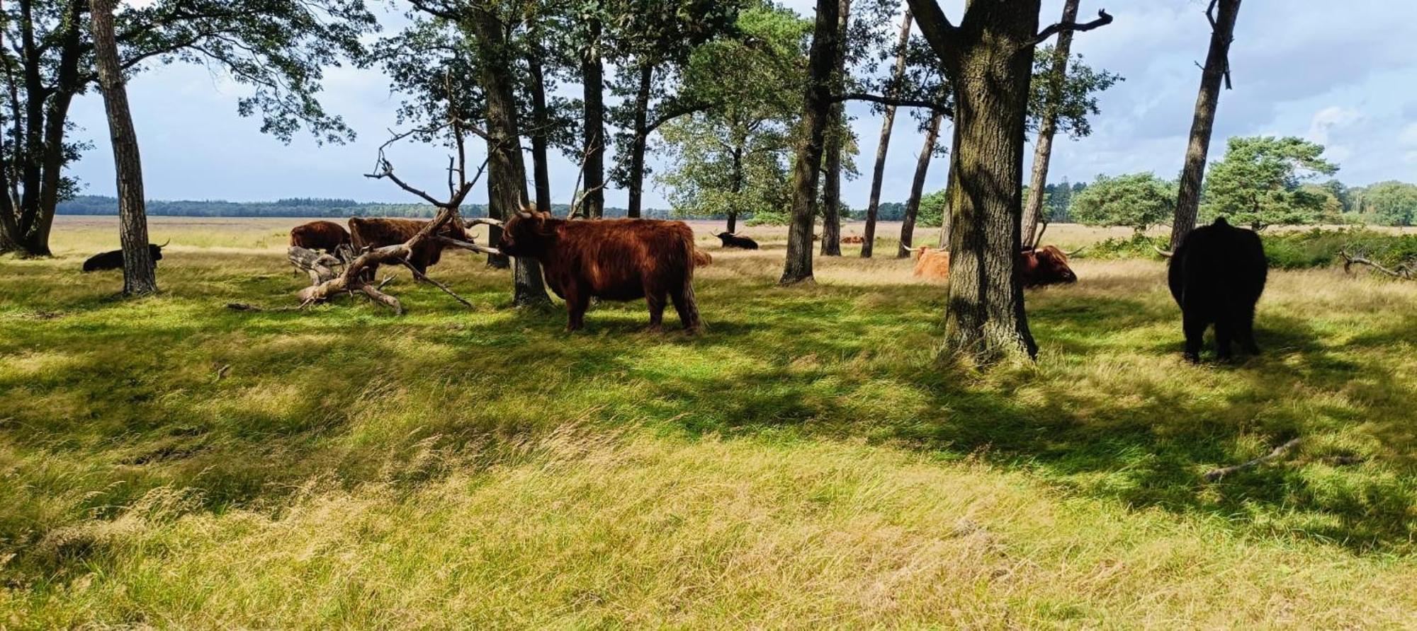 Hotel Het Witte Veen Witteveen Bagian luar foto